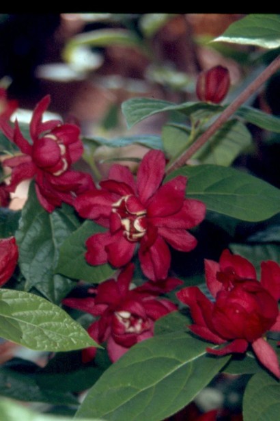 Как цветет Каликантус цветочный